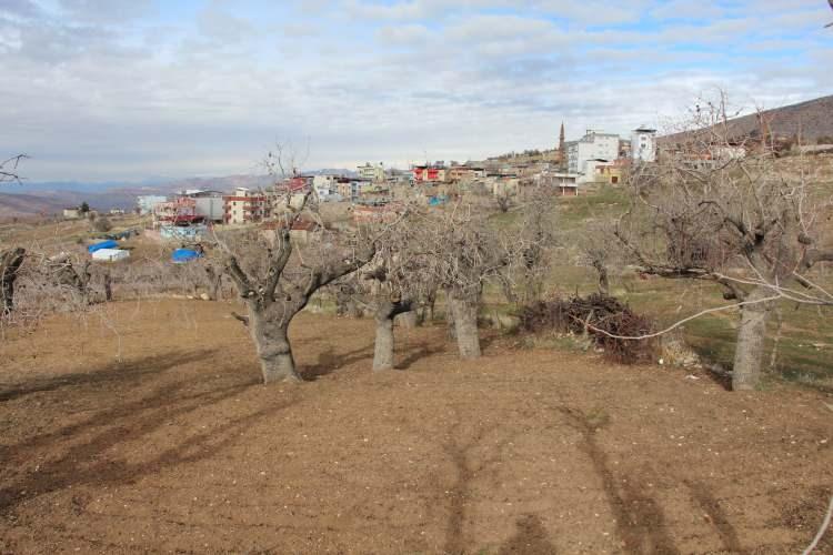 <p>Asırlık bıttım ağaçlarından verim alındığını dile getiren Tarım ve Orman İl Müdürlüğünde Ziraat Mühendisi Abdulhamit Kireç, 200 yıllık olan bıttım ağaçlarının korunması konusunda çalışmalara başladıklarını söyledi.</p>

<p> </p>
