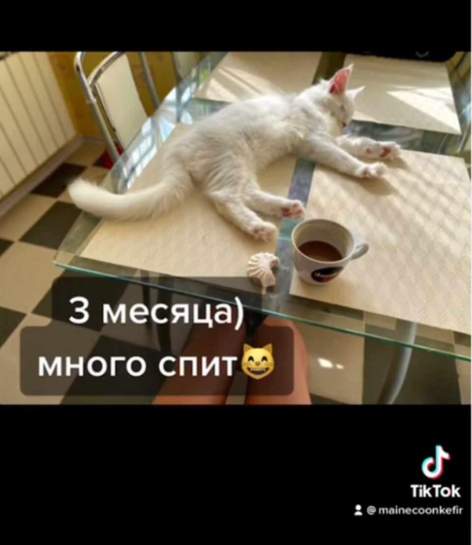 <p>Barivel'in sahibi, onun cüssesine rağmen en sevdiği yiyecekleri ton balığı ve tavuk olan "sessiz ve utangaç" bir kedi olduğunu belirtiyor.</p>
<p> </p>