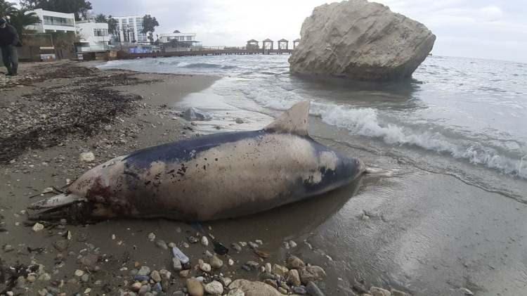 <p>Aynı zamanda bu hassas canlıları deniz kirliliği, plastik atıklar gibi nedenlerle de kaybetmekteyiz. Deniz ekosistemi için çok önemli olan bu hassas türlerin korunması için deniz insanlarının gerekli duyarlılığı göstermeleri gerekir.</p>
