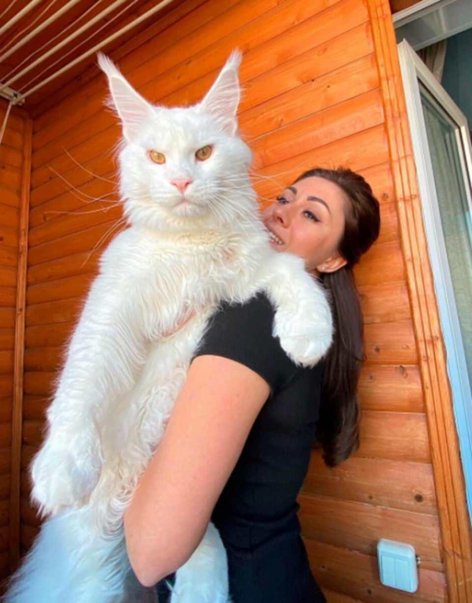 <p>“Bir kedinin bu kadar büyüyebileceğini hiç düşünmedim. Sadece görünüşte büyümekle kalmadı, aynı zamanda çok zeki ve her zaman sakin davranıyor.</p>
<p> </p>