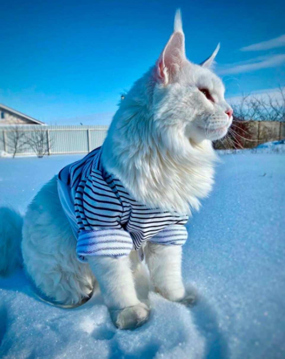 <p>Rusya'da Kefir adlı bir kedi, bir yıl 10 aylıkken, Maine Coon kedilerinin ortalama yetişkin ağırlığını çoktan aştı. Erkek Maine Coon kedileri genellikle 6, 8 kg ile 11,3 kg arasında bir ağırlığa sahip oluyor. Yani Kefir, üç veya dört yaşına gelince tam boyutuna ulaştığında çok daha ağır olacak.</p>
<p></p>
<p> </p>
