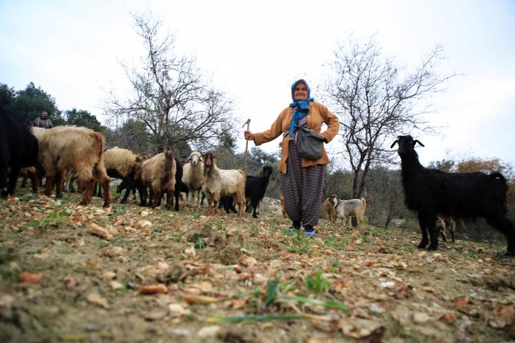 <p>Mersin'in Toroslar ilçesinde yaşayan 65 yaşındaki kadın çoban, zorluğuna rağmen işini severek yapıyor, hayvanlarıyla girdiği iletişimle de çevresindekileri gülümsetiyor.</p>
