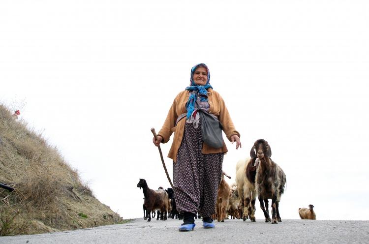 <p>Evladı gibi baktığı hayvanlarına "Kızım", "Oğluşum" ve "Güzellerim" diye hitap eden, Budak, hayvanların süt ve peynirinden elde ettiği gelirle de hem hasta kocasına bakıyor hem de farklı işlerde çalışan oğullarına maddi destek oluyor.</p>