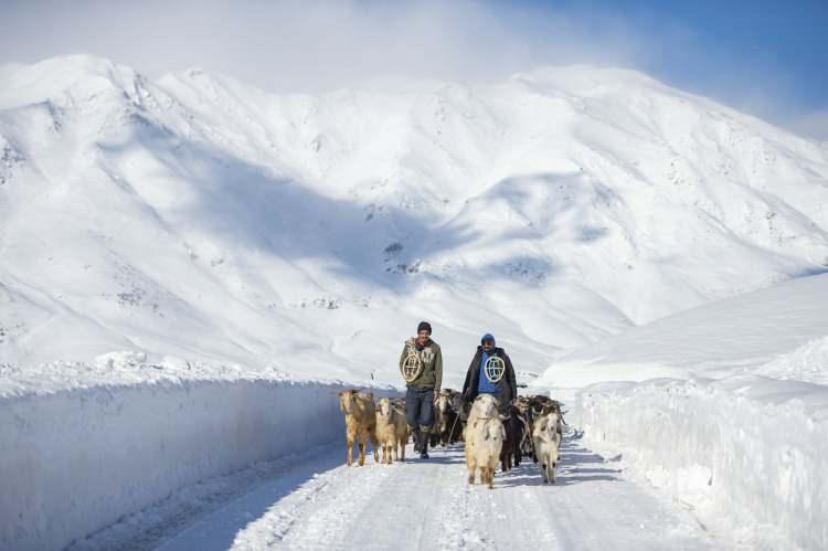 <p>Kış mevsiminin çetin geçtiği Tunceli'nin Ovacık ilçesinde besiciler, soğuk hava, tipi ve kar yağışında hayvanlarının temel ihtiyaçlarını karşılamak için mücadele ediyor.</p>
