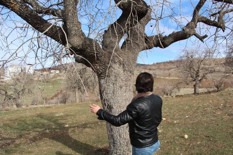 <p>Kireç, “Şu anda Tillo’ya bağlı Fersaf köyünde bulunmaktayız. Burada ve çevre köylerde Sinep, Halenze ve İkizbağlar köylerinde yaklaşık olarak 15-20 bin dolayında burada görmüş olduğunuz gibi eski bıttım ağaçları mevcuttur. </p>

<p> </p>
