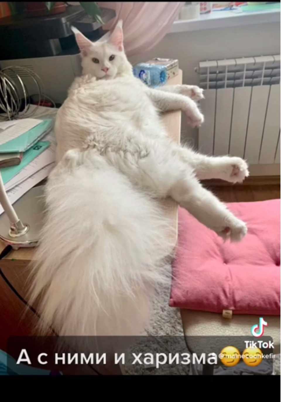 <p>Öte yandan, farklı bir Maine Coon şu anda en büyük evcil kedi için Guinness Dünya Rekoru'nu elinde tutuyor.</p>
