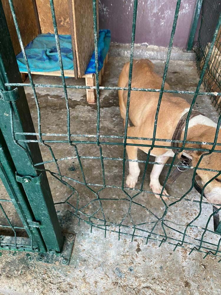 <p>Pitbull köpeklerimizi kısırlaştırdık. Pitbull köpekleri kafesi de kırıp çıkabiliyorlar. Buradaki olay tamamen vatandaşın köpeği kışkırtmasıyla olmuştur. </p>