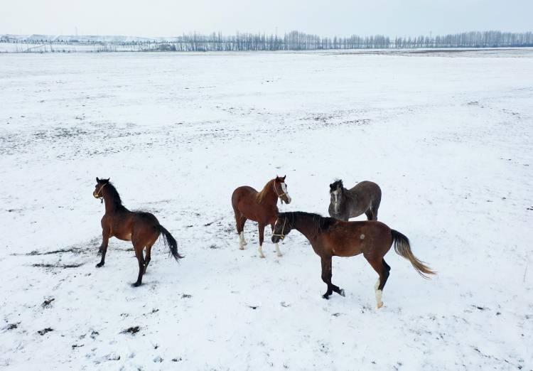 <p>Yeni doğan taylar sağlık kontrolleri tamamlanıp dış dünyaya adaptasyon sağlayana kadar özel localarda anneleri ile birlikte kalıyorlar. Günlük olarak temizlikleri ve dezenfeksiyonları yapılıyor.</p>