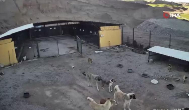 <p>Diğer köpeklerdeki hareket ile birlikte kafeste bulunan pitbull cinsi köpek çıkmak istedi.</p>
