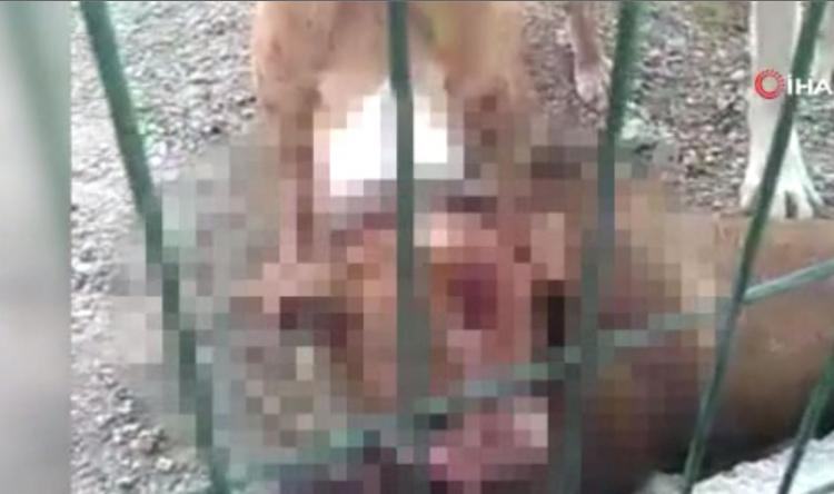 <p>Kafesin tellerini eğen pitbull kurtulmayı başardı. Şahıslara doğru koşan köpek orada bulunan başka bir köpeğin boynundan ısırdı. </p>
