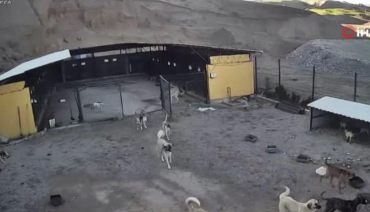 <p>Pitbull köpeği de tel örgüsünü parçalayarak gezinme alanına giren bu şahsın Alman kurdu cinsi köpeğine saldırıyor. Yalnız ne malum ki orda vatandaş çekim yapmadan önce arabaya giriyor. Arabaya girdikten sonra hayvanı kızıştırıp, hayvan saldırmaya başladığı anda arabadan çıkıp kamera kaydı yapıyor. </p>
