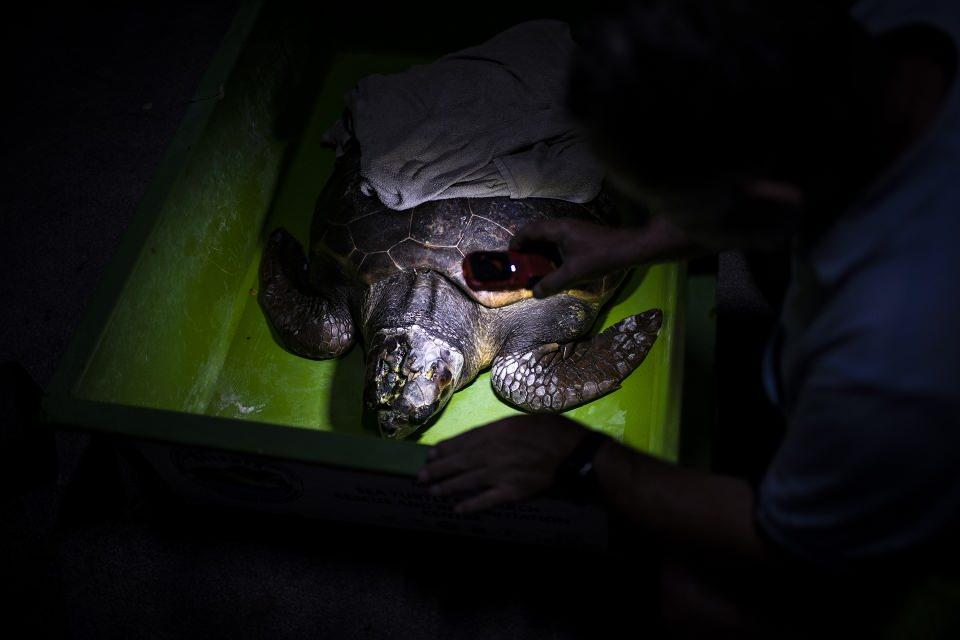 <p>"Balıkçılar gün geçtikçe deniz kaplumbağalarına hassasiyetle yaklaşıyor." diyen Oruç, Akdeniz havzasındaki hassas deniz canlılarına yönelik sürdürülen Med Bycatch Projesi kapsamında, trol ağlar ve küçük ölçekli balıkçıların kullandığı ağların led lambalar kullanılarak, hedeflenmeyen türlerin ağlardan uzaklaştırılmasına ilişkin çalışmalar yürüttüklerini kaydetti.</p>
<p> </p>