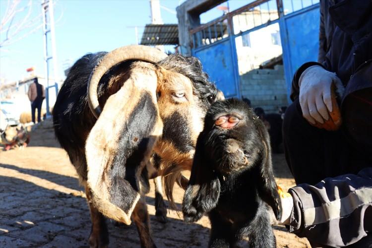 <p>"Dün akşam bu oğlak dünyaya geldi. Oğlağı emzirmeye gittiğimde ahırda ilk gördüğümde ürperdim. Oğlak ses vermedi, fotoğrafını çektiğimde oğlağın gördüğünü hissettim. 25 yıldır bu işi yapıyorum. İlk kez böyle bir şeyle karşılaştım.</p>
