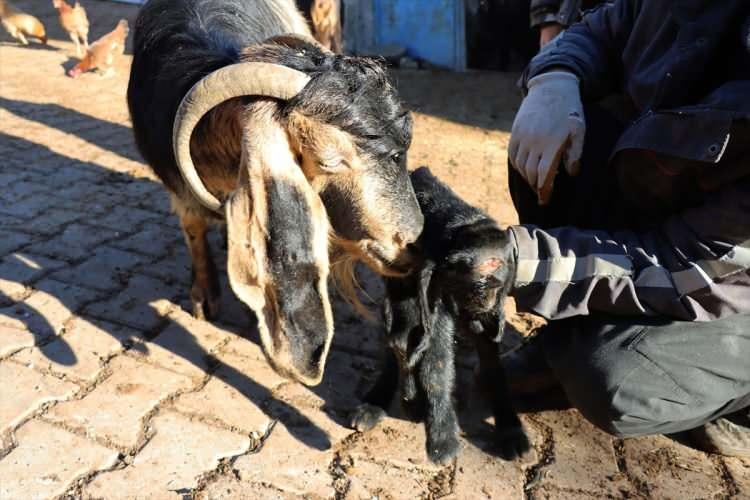 <p>Bu tür durumlarda burun ya küçük şekillenebilir ya da hiç şekilenmeyebilir. Ayrıca kulakta anomali var. Yine alt çene de oldukça büyük şekillenmiştir.</p>
