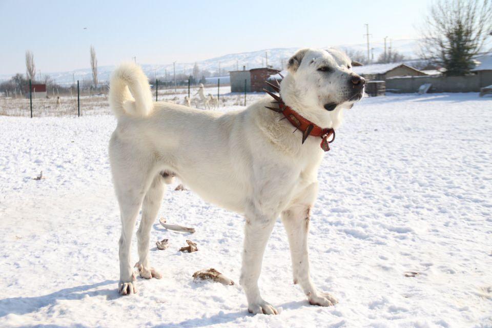 <p>Şimdi Eskişehir’in sahiplendiği bir köpek ırkı olarak karşımıza çıkıyor. Eskişehir de kış aylarını soğuk geçiren illerimizden birisi. Bu şehirde evrildikleri için her türlü soğuk şartlarda, aç bile olsalar durumu idare edebiliyorlar. Genel olarak kuru olmaları gerekiyor. Genel köpek bakımı düşünüldüğünde hayvanın cinsine, tüy yapısına ve yağ oranına göre değişkenlik gösteriyor.</p>