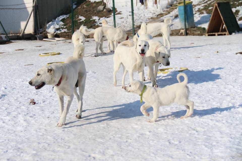 <p>Bahçesini çok iyi koruduğu, saldırdığı veya havlayarak yabancıya yaklaştığı fakat gidip ısırmadığı ve kendisini de karşısındakini de riske atmadığı görülmüş. </p>