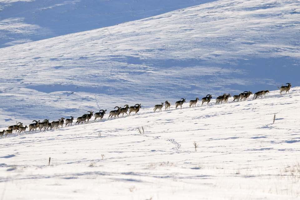 <p>Koruma ve çoğaltmanın yanı sıra Anadolu yaban koyunlarını karın çok olduğu zamanlarda doğal yemlerle beslediklerini ifade eden Aksan, "Bu yıl kış şartlarının çetin geçmesi nedeniyle sadece ocak ayında 16 ton civarında yemleme yaptık. </p>
<p> </p>