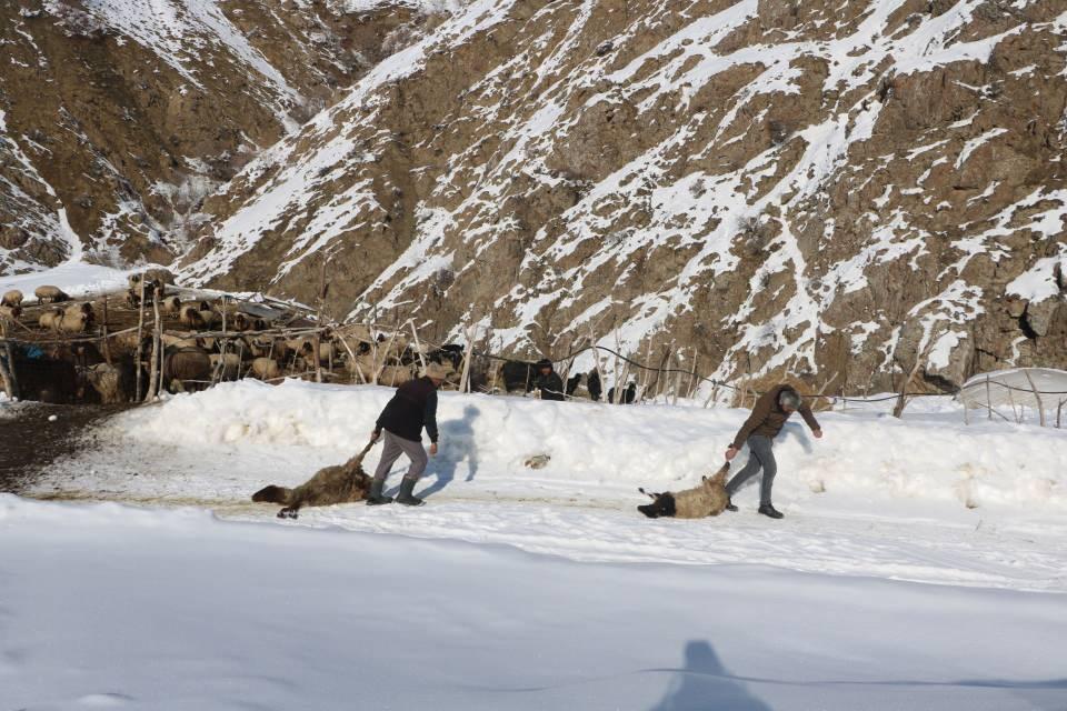 <p>Hakkari’nin Yüksekova ilçesinde Mahmut Ayhan'a (40) ait 20 gebe koyun, bir hafta içinde öldü. Veteriner Hekim Ercan Tekin, ilçede son bir aydır hayvan ölümlerinin yaşandığını belirterek, gıda zehirlenmesinden şüphelendiklerini söyledi.</p>
