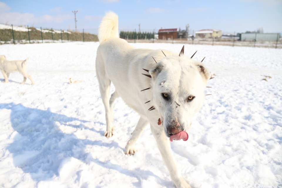 <p>Dünyaca ün yapmış Anadolu çoban köpeği ırklarından biri olarak bilinen “Akbaşlar”, zorlu kış şartlarına kolaylıkla adapte olarak bölgesini korumayı başarıyor.</p>
