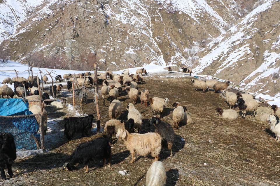 <p>Şu an hayvanları aynı hastalıktan ölen bir çiftçimizin hayvanlarına verdiği yemleri keserek, ölmelerini durdurabildik. </p>