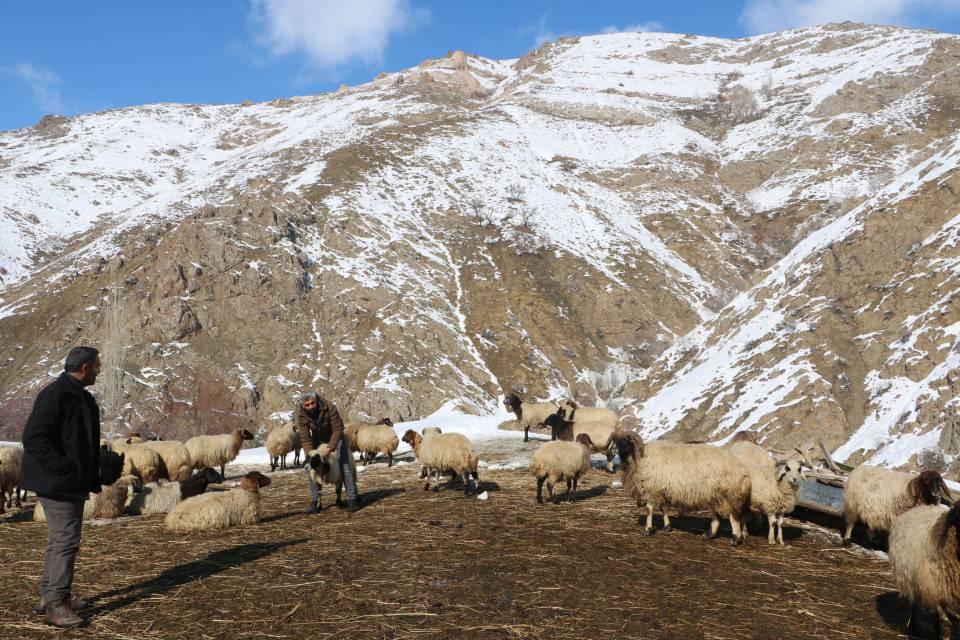 <p>Fakat çiftçilerimiz her sene verdikleri otlarla hayvanlarını beslemeleri ve zehirlenmelerin ilaçlara cevap vermemesi bizleri kaygılandırıyor. </p>