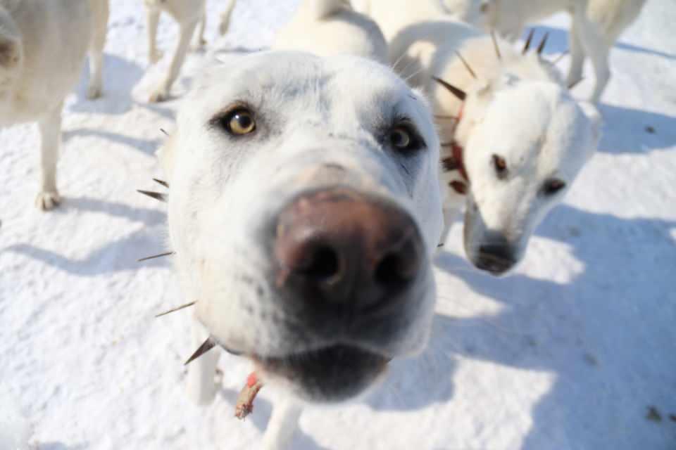 <p>ABD ve Avrupa ülkelerinde yoğun ilgi gören Akbaş ırkı köpekler, üstü koruma yeteneği ve güçlü vücut yapısıyla biliniyor. Anadolu coğrafyasına özgü olarak ün yapan Akbaşlar, küçükbaş ve büyükbaş hayvan sürülerinin güdülmesi ve korunması noktasında önemli yer tutuyor. Olumsuz hava koşullarına rahatlıkla adapte olabilen Akbaşlar, kar ve dondurucu soğuklara rağmen koruma görevini yerine getiriyor.</p>

<p> </p>
