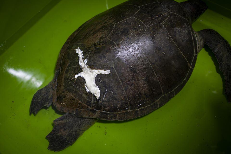 <p>Kanalda mavi yengeçleri yemek için toplanan caretta carettalar teknelerin pervanelerine takılarak yaralanıyor ya da ölüyor.</p>

<p> </p>
