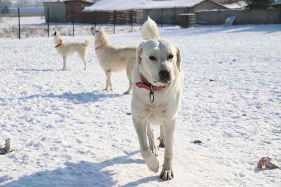 <p>Eskişehir’in Karagözler Mahallesi’nde Akbaş ırkı köpekleri besleyen Öğretim Görevlisi Dr. Serkan Berber, köpeklerin evrildiği coğrafyadan dolayı soğuğa alışkın olduğunu söyledi. Akbaşların bölgesini korumak için karşısındaki yabancıya havlayarak yaklaştığını fakat ısırmadığını belirten Berber, köpeklerin kimseye zarar vermeyen bir yapısı olduğunu vurguladı.</p>

<p> </p>
