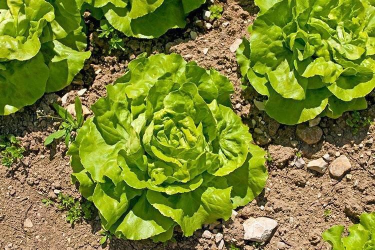 <p><span style="color:#800080"><strong>Yeşillikler toprakta yetiştiği ve yere yakın yetiştiği için yapraklarının üzerinde toprak ve kir birikir. Bu yüzden mutlaka bol sirkeli suyla bu malzemeleri yıkamanız tavsie edilmektedir. </strong></span></p>