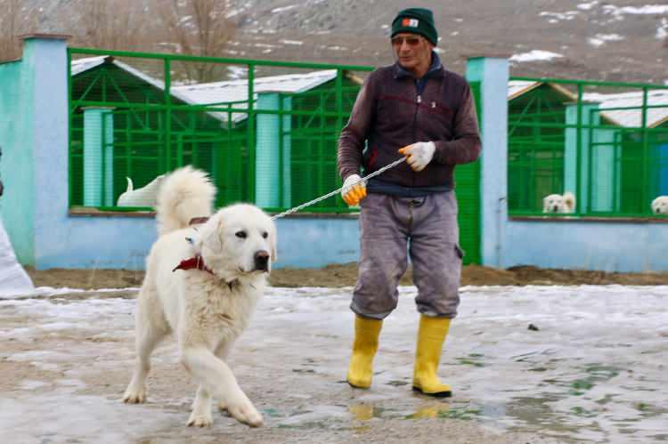 <p>Tarım ve Orman Bakanlığı, Sivrihisar Kaymakamlığı ve Belediyesinin iş birliğiyle ilçenin Kurşunlu Mahallesi'nde 30 bin metrekare alanda kurulan Sivrihisar Akbaş Çoban Köpekleri Üretme ve Koruma Merkezi'nde, 40'i dişi olmak üzere 50 damızlık akbaş bulunuyor.</p>