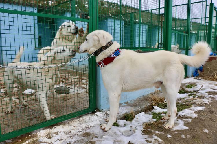 <p><strong>VAZGEÇİLMEZ BİR BEKÇİ KÖPEĞİ</strong></p>

<p> </p>

<p>"Akbaşların sayıları gün geçtikçe artıyor. Yurt içi ve dışından yoğun talep gören bir çoban köpeği. 2009 yılında korumaya almak için çalışma başlattığımızda sayıları neredeyse yok denilecek kadar az olan akbaş çoban köpekleri şimdi hemen hemen her sürünün başında görülüyor. Bu da bizi memnun ediyor. Sürüyü koruyan, kurtlarla baş edebilen, bekçi özelliği fazla ve sahibine sadık bir köpek ırkıdır. Koyun sürüleri için vazgeçilmez bir bekçi köpeğidir. Akbaşların üstün özellikleri var.</p>
