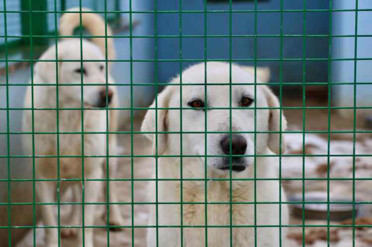 <p>Beyaz tüyleri, atletik yapısı ve gücüyle ön plana çıkıyor. Akbaşlar, bekçi köpeği olmalarının yanı sıra sürüyü de bir çoban gibi güdebiliyor. Sürüyü hem koruyor hem de yönlendirebiliyor. Yetiştirme tarzına göre görevini yerine getiriyor. </p>