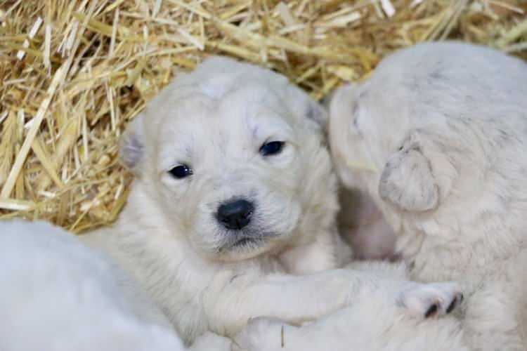 <p><strong>“CUMHURBAŞKANIMIZ DA AKBAŞ ÇOBAN KÖPEKLERİNE DEĞER VERDİ”</strong></p>
<p> </p>
<p>Akbaşların, İstanbul Emniyet Müdürlüğü tarafından hayata geçirilen "Asayiş Devriye Köpeği Olarak Kangal ve Akbaş Yetiştirme Projesi" kapsamında asayişte de yerini almaya başladığını dile getiren Ulutürk, bu ırkın polis ekipleriyle sıklıkla görev yapan Alman çoban köpeğinin hemen hemen bütün özelliklerine sahip olduğunu vurguladı.</p>