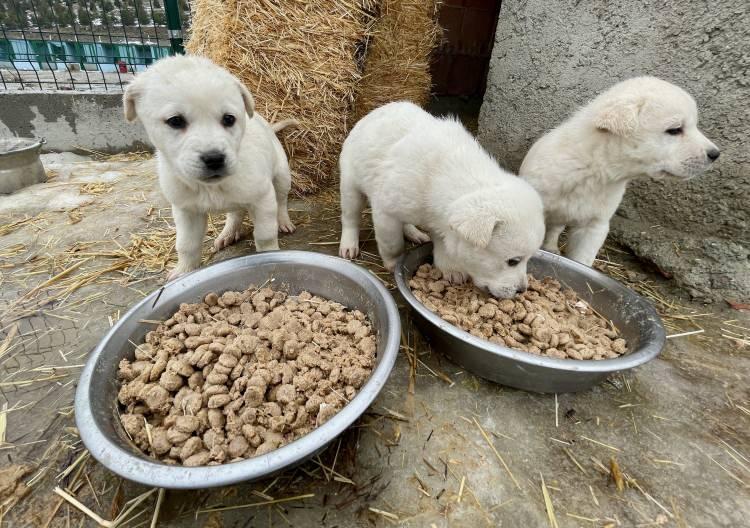 <p>Küçükbaş ya da büyükbaş hayvan bekçiliğinin yanı sıra hindi ve tavukları bile koruyor. Özellikle çocuklara karşı saldırganlığı olmayan bir köpek ırkı. Karşısındakine zarar vermeyi değil, koruduğu alana sahip olmayı düşünen bir hayvan."</p>