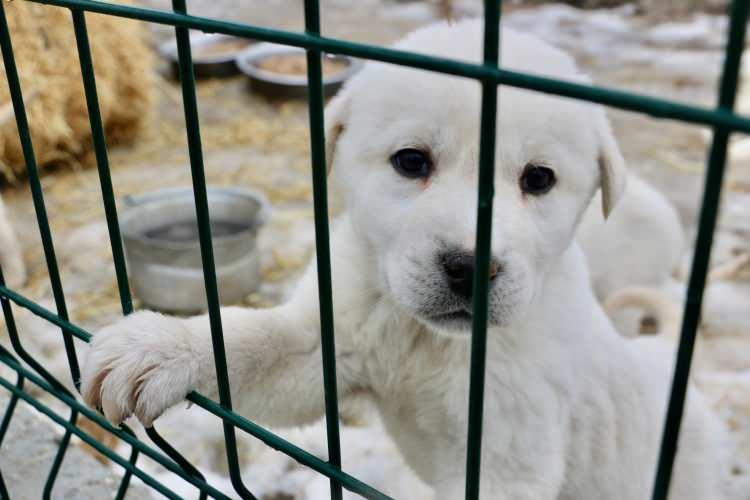 <p><strong>“YILLIK ORTALAMA 70-80 YAVRUYU SAHİPLENDİRİYORUZ”</strong></p>
<p> </p>
<p>Akbaş çoban köpeklerinin üstün özelliklerinden dolayı oldukça fazla talep gördüğünü bildiren Ulutürk, şöyle devam etti:</p>
<p>"Bize ulaşanlardan 3-4 ay sonrası için akbaş yavrusu siparişi alıyoruz. Rezervasyonları aldıktan sonra yavruları teslim ediyoruz.</p>