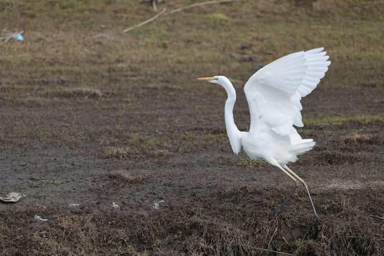 <p>Doğa Koruma ve Milli Parklar (DKMP) Genel Müdürlüğü Edirne Şubesi ekiplerince yapılan 2022 yılı Kış Ortası Su Kuşu Sayımlarında Gala Gölü'nün de içerisinde yer aldığı Meriç Deltası'nda yaklaşık 40 bin su kuşunun yaşadığı tespit edildi.</p>
