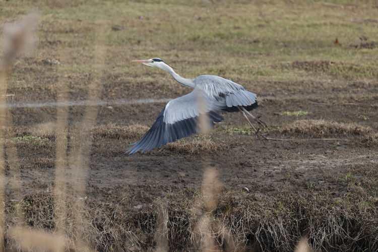<p>Sayımda küçük kuğu, ötücü kuğu, sessiz kuğu, flamingo ve pelikan türleri başta olmak üzere birçok kuş türü gözlendi.</p>