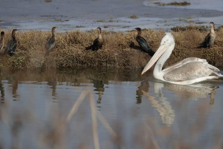 <p>Biyolojik Çeşitlilik Sözleşmesi ve Ramsar Sözleşmesi (Özellikle Su Kuşları Yaşama Ortamı Olarak Uluslararası Öneme Sahip Sulak Alanlar Hakkında Sözleşme) gibi çeşitli uluslararası sözleşmeler imzalanarak ulusal eylem planları hazırlandığını söyleyen Kaya, atılan adımların sulak alan ve biyolojik çeşitlilik kaybını bir miktar yavaşlatmış olsa da tamamen durdurmaya yetmediğini ifade etti.</p>