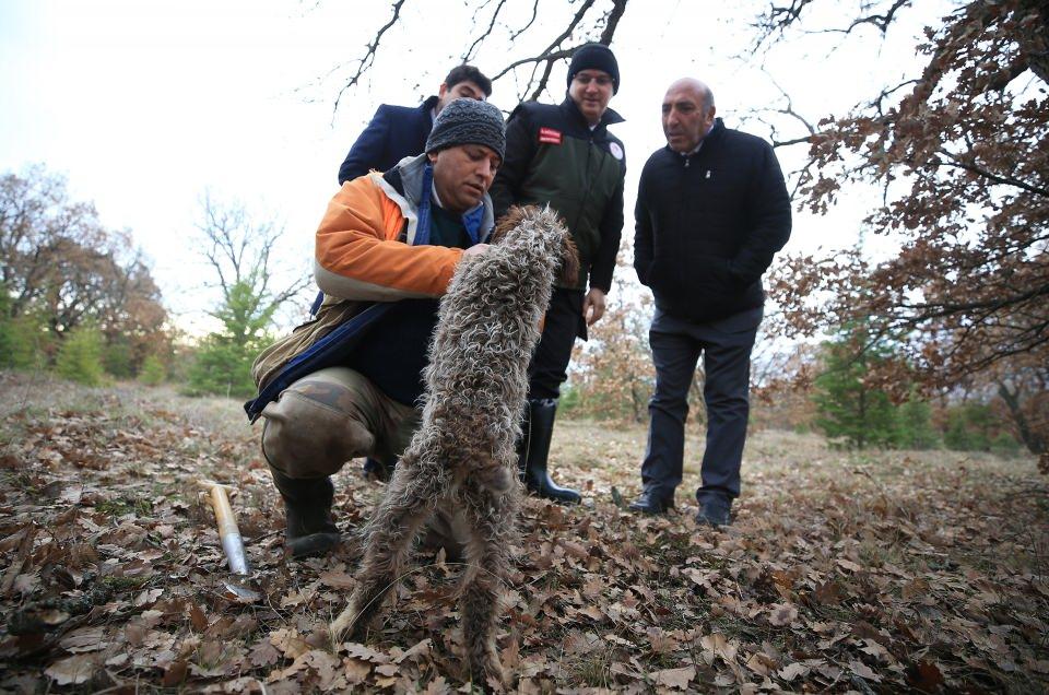 <p>Kırklareli'nde ormanlık alanlarda özel eğitimli köpeklerle toplanan trüf mantarı yurt dışına satılıyor.</p>

