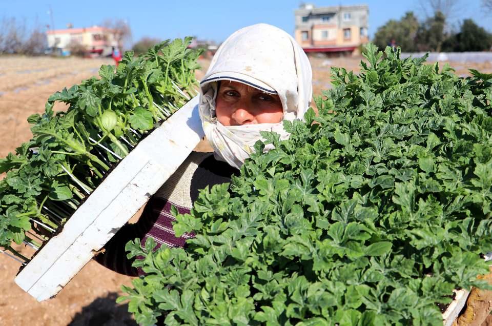 <p>Dünya karpuz üretiminde Çin’den sonra 4 buçuk milyon ton ile 2. sırada olan Türkiye’nin, karpuz ihtiyacının yüzde 20-25’ini karşılayan Adana’da fideler, Ocak ayında yaşanan yağışlar ve don nedeniyle Şubat ayında Karataş ilçesi Bahçe Mahallesi'nde dikilmeye başlandı.</p>

<p> </p>
