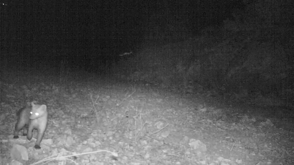 <p>Kızılırmak Deltası Kuş Cenneti'nde 360 göçmen kuş türüne ev sahipliği yapan Samsun'da, yaban hayatının çeşitliliği fotokapanlar sayesinde gözler önüne seriliyor.</p>
<p> </p>