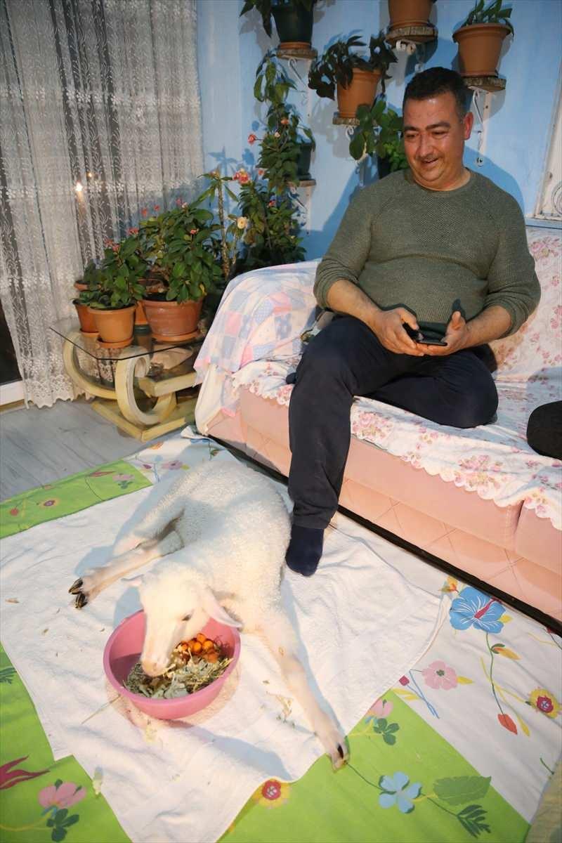 <p>Biberonla annesinin sütünü içirdikleri kuzuyu adeta bir bebek gibi beslediklerini anlatan Aksın, bir ara yürümeye çalışan yavrunun yeniden rahatsızlandığını ve tamamen sakat kaldığını dile getirdi.</p>

<p> </p>
