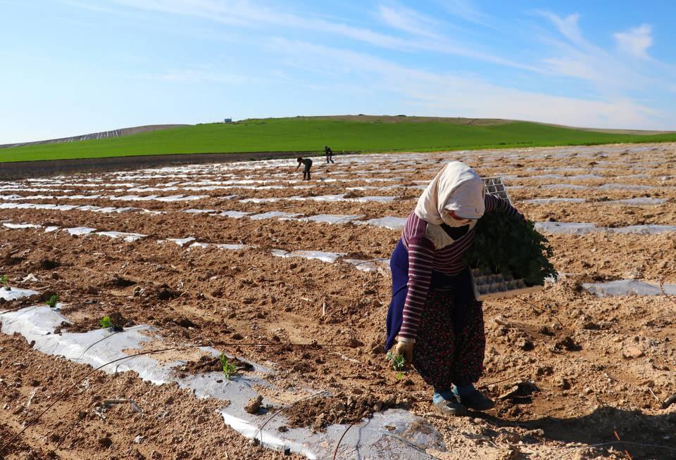 <p>Çiftçilerimiz 2019, 2020 ve 2021 yıllarında karpuzdan maalesef para kazanamadı. Bu sene karpuz ekimi 3 yıl aradan sonra azaldı. Karpuzun geçen sene dönüme 5-6 bin lira maliyeti varken bu sene 10-12 bin lirasında değişmekte. Fidenin tanesi geçen sene 2 buçuk lira iken bu sene 5 ile 6 lira arasında değişiyor” diye konuştu.</p>
