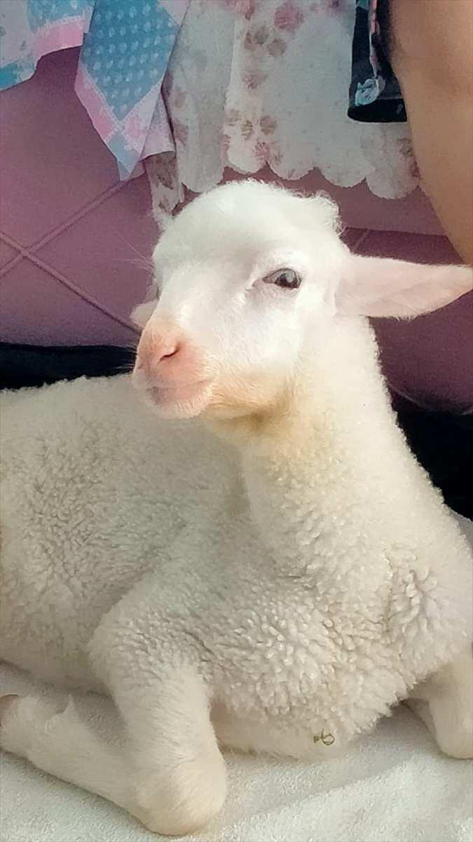 <p>Şinasi Aksın, AA muhabirine, kovaya koyup eve getirdiği kuzuyu sevgileriyle hayatta tutmayı başardıklarını ve ona "Melek" adını verdiklerini söyledi.</p>
<p> </p>