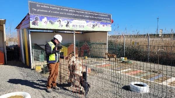 <p>Bu sokak köpeklerinin bazılarının bakıma muhtaç olduğunu gördük. Aralarında bir ayağı olmayan, hasta olan ve yavru köpekler vardı. Bunlar için barınağın ilk kısmını yaptık. Başta 2-3 kulübe vardı. Yetmeyince alanımızı büyüttük. Daha sonra Gelibolu’da faaliyet gösteren Dost Patiler Derneğiyle iş birliği yapmaya başladık.</p>
