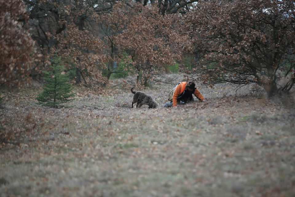 <p>Trüf mantarının yetiştiği alanlara özel eğitimli köpekleriyle giden toplayıcılar, ormanlık alanda trüf mantarı bulabilmek için günde yaklaşık 25-30 kilometre yol katediyor.</p>

<p> </p>
