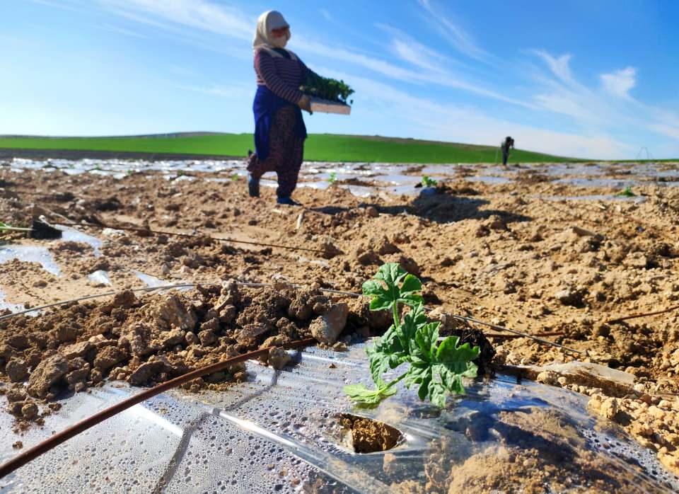 <p>Sabah saatlerinden itibaren kumlu tarlalara gelen işçilerin bazıları toprağı düzeltirken, bazıları fide çukurlarına gübre yerleştirdiği toprağı, fide ekimine hazır hale getirdi. Dikilen fidelerin soğuktan korunması için üstleri naylonla kapatıldı. İşçilerin bin bir emekle diktikleri ve deniz kumunda yetişecek karpuzlar, hava sıcaklığının mevsim normallerinde gitmesi halinde Mayıs ayının ikinci haftasında hasat edilerek pazarda ilk tescilli karpuzlar olarak satılacak.</p>

<p> </p>
