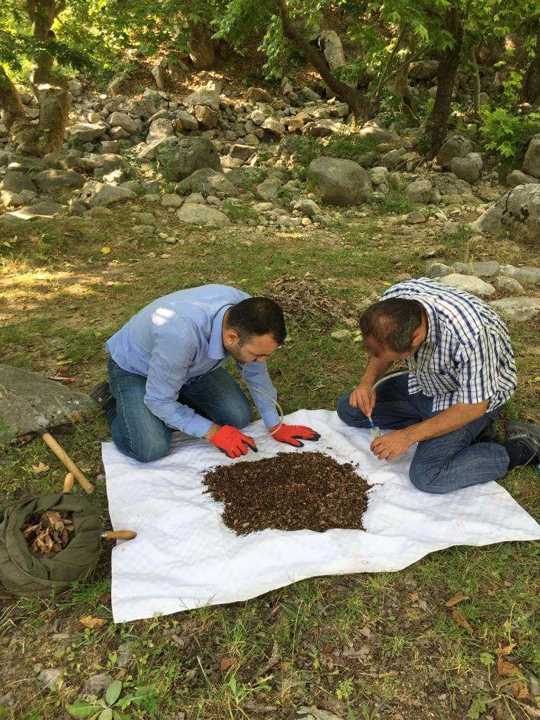 <p>Göksun ilçesinin Taşoluk Mahallesi'nde yürütülen arazi çalışmalarında daha önce görmedikleri, 4 milimetre boyundaki örümceği incelemeye alan Doç. Dr. Danışman, buldukları örümceğin yeni cins olabileceği ihtimali ile araştırma yaptı. </p>
