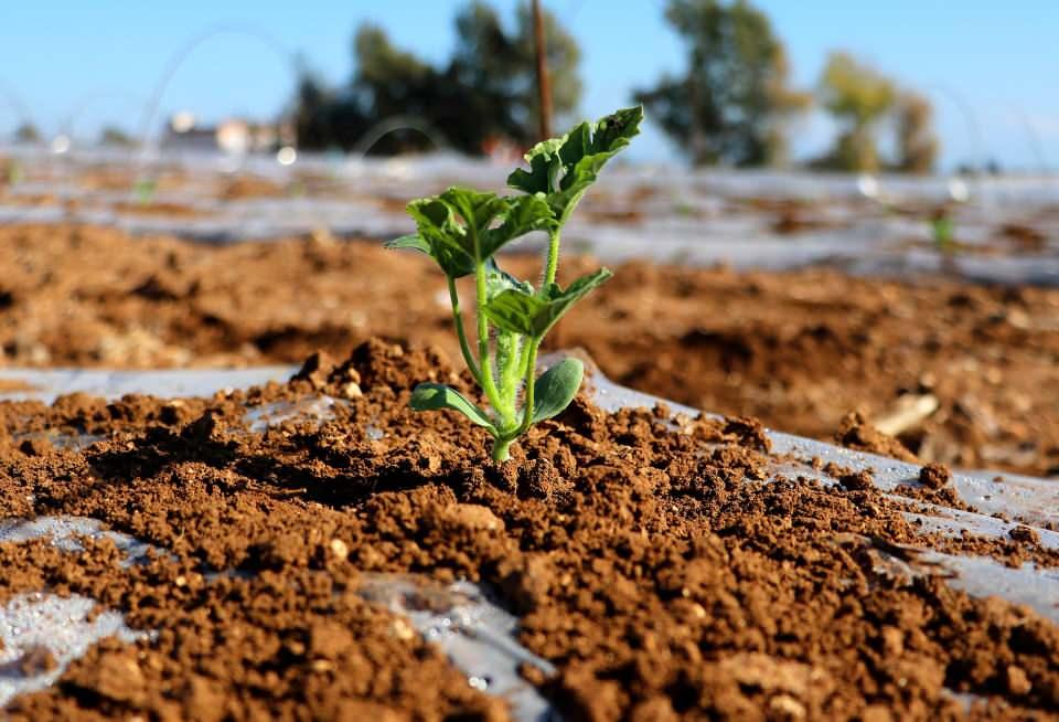 <p><strong>Doğan, daha sonra şunları kaydetti:<br />
​</strong><br />
“Bu sene 12 bin lira maliyet var. Turfanda karpuzun 2 liraya maliyeti olacak. 2 liranın altında olması zarar ettirir. Turfanda karpuzda dönüme 4-5 ton verim alınacak.</p>
