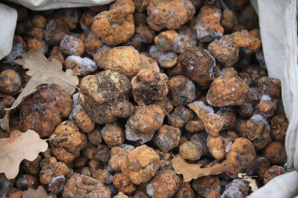 <p>Trüfün gıda sektöründe aromasından dolayı çok arandığını vurgulayan Arslan, "Hava şartlarını da göz önünde bulundurduğumuz da bazı günler yarım, bazı günler tam çalışıyorum. Özellikle kış aylarında çıkan türlerin ekonomik değeri daha yüksek oluyor. Bazen günde 20-30 kilometre yürüyoruz, çünkü az çıkan bir bölgede bütün vakti geçiremezsiniz." ifadelerini kullandı.</p>

<p> </p>
